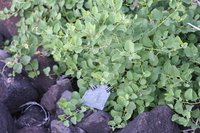 Capparis sandwichiana