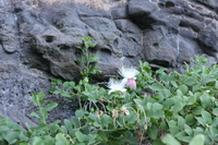 Capparis sandwichiana