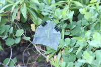 Capparis sandwichiana
