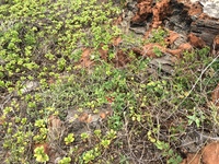Capparis sandwichiana