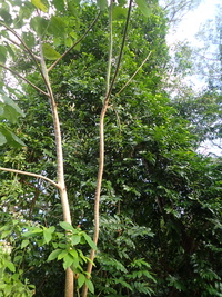 Artabotrys hexapetalus