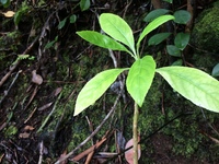 Delissea rhytidosperma