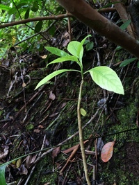 Delissea rhytidosperma