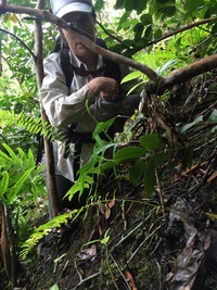 Delissea rhytidosperma