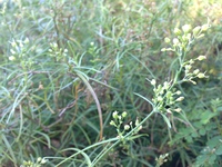 Schiedea spergulina
