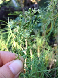 Schiedea spergulina