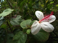 Hibiscus waimeae subsp. hannerae