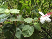 Hibiscus waimeae subsp. hannerae