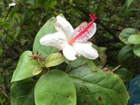 Hibiscus waimeae subsp. hannerae