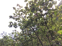 Hibiscus waimeae subsp. hannerae