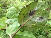 Hibiscus waimeae subsp. hannerae