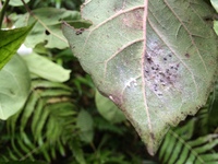 Hibiscus waimeae subsp. hannerae