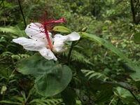 Hibiscus waimeae subsp. hannerae