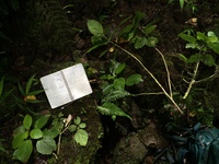 Hibiscus waimeae subsp. hannerae