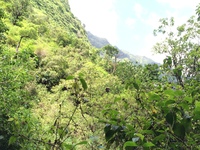 Hibiscus waimeae subsp. hannerae