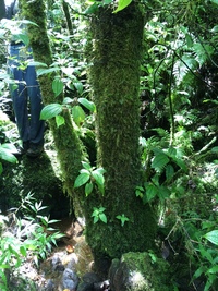Hibiscus waimeae subsp. hannerae