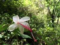 Hibiscus waimeae subsp. hannerae