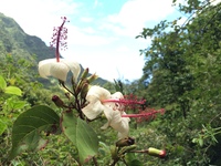 Hibiscus waimeae subsp. hannerae