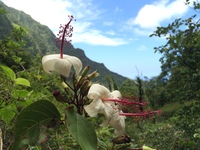 Hibiscus waimeae subsp. hannerae
