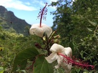 Hibiscus waimeae subsp. hannerae