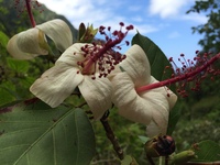 Hibiscus waimeae subsp. hannerae