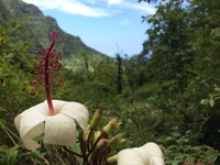 Hibiscus waimeae subsp. hannerae