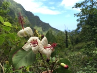 Hibiscus waimeae subsp. hannerae