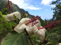 Hibiscus waimeae subsp. hannerae