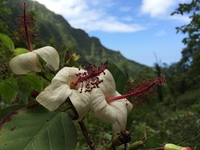 Hibiscus waimeae subsp. hannerae