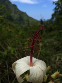 Hibiscus waimeae subsp. hannerae