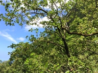 Hibiscus waimeae subsp. hannerae