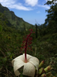 Hibiscus waimeae subsp. hannerae