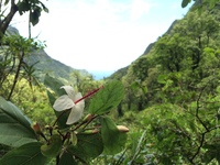 Hibiscus waimeae subsp. hannerae