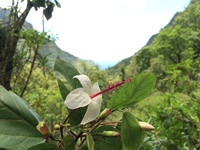 Hibiscus waimeae subsp. hannerae