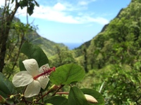 Hibiscus waimeae subsp. hannerae