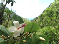 Hibiscus waimeae subsp. hannerae