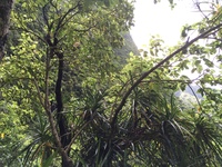 Hibiscus waimeae subsp. hannerae