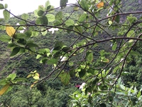 Hibiscus waimeae subsp. hannerae