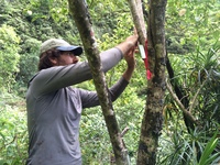 Hibiscus waimeae subsp. hannerae