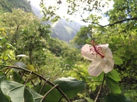 Hibiscus waimeae subsp. hannerae
