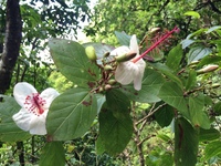 Hibiscus waimeae subsp. hannerae