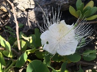 Capparis sandwichiana