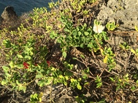 Capparis sandwichiana