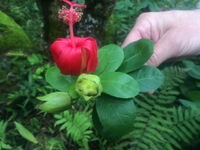 Hibiscus kokio subsp. kokio