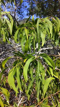 Acacia koaia
