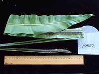 Asplenium nidus