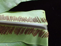 Asplenium nidus