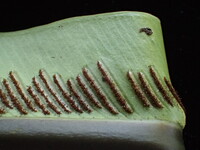 Asplenium nidus