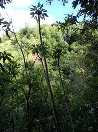 Delissea kauaiensis