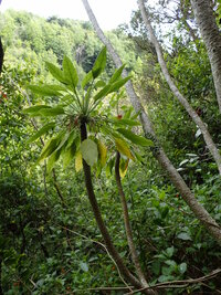 Delissea kauaiensis